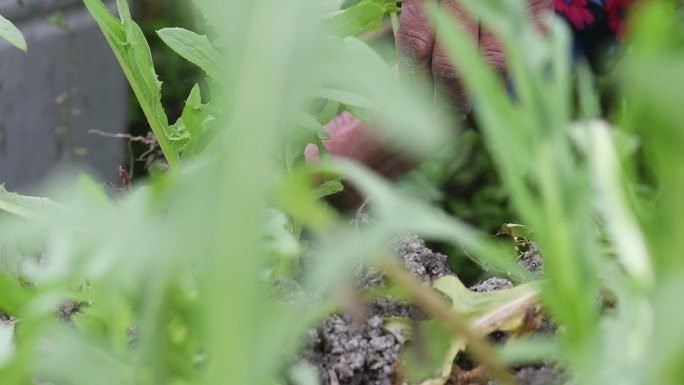 菜地里除草