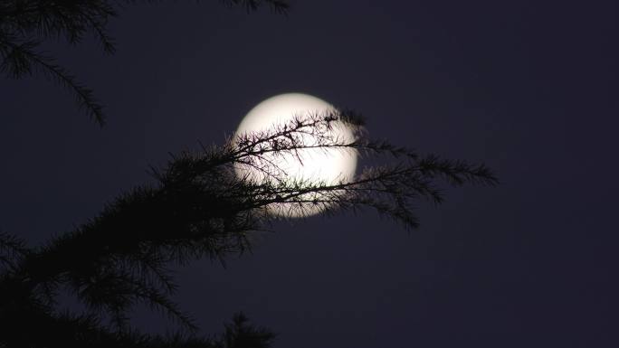月亮树枝枝条凌晨晚上