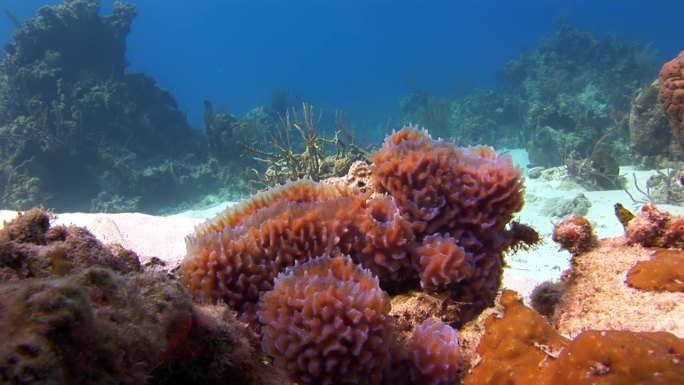 加勒比海海底的红珊瑚。