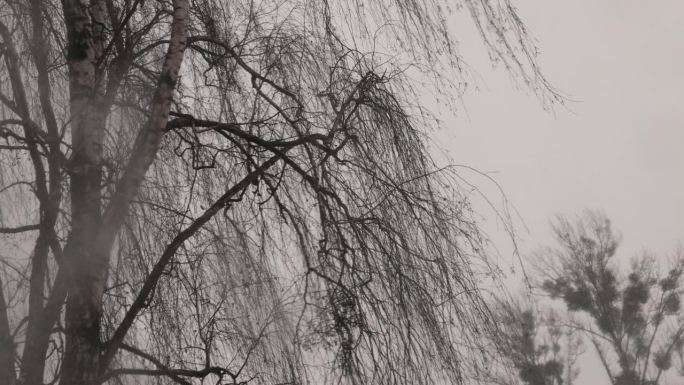 冬季降雪时的落叶乔木