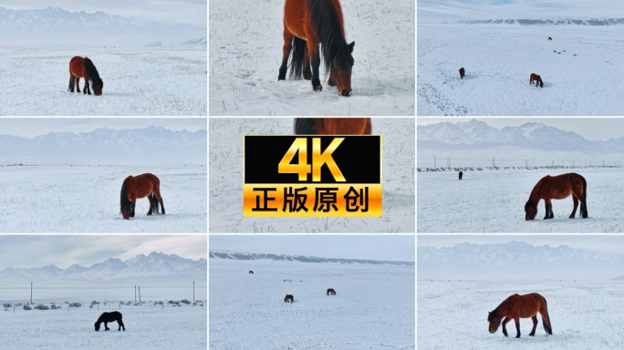 冬天 雪山下的马 雪地马