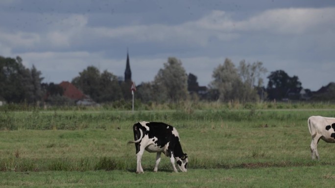 赞丹，荷兰:农田