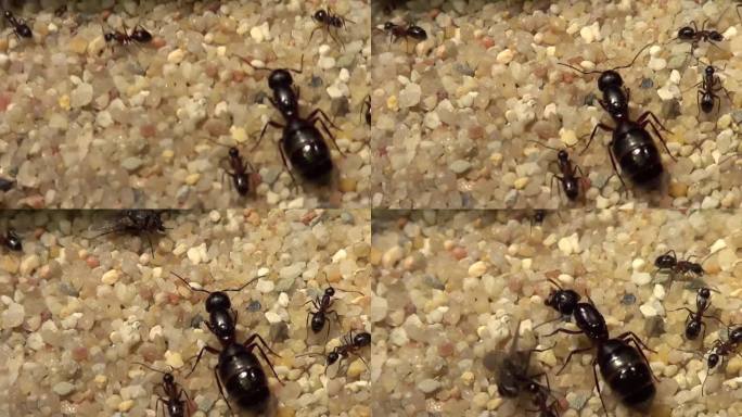 蚂蚁喂养蚁后