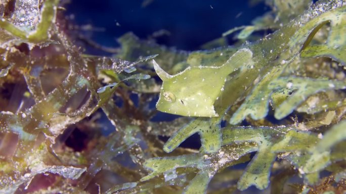 小热带鱼在水下。一只躲在水藻中的鬃尾鱼(Acreichthys tomentosus也被称为绿鳍鱼)