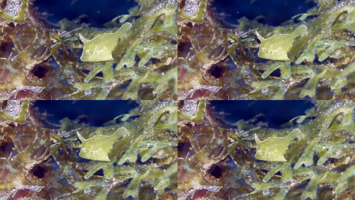 小热带鱼在水下。一只躲在水藻中的鬃尾鱼(Acreichthys tomentosus也被称为绿鳍鱼)
