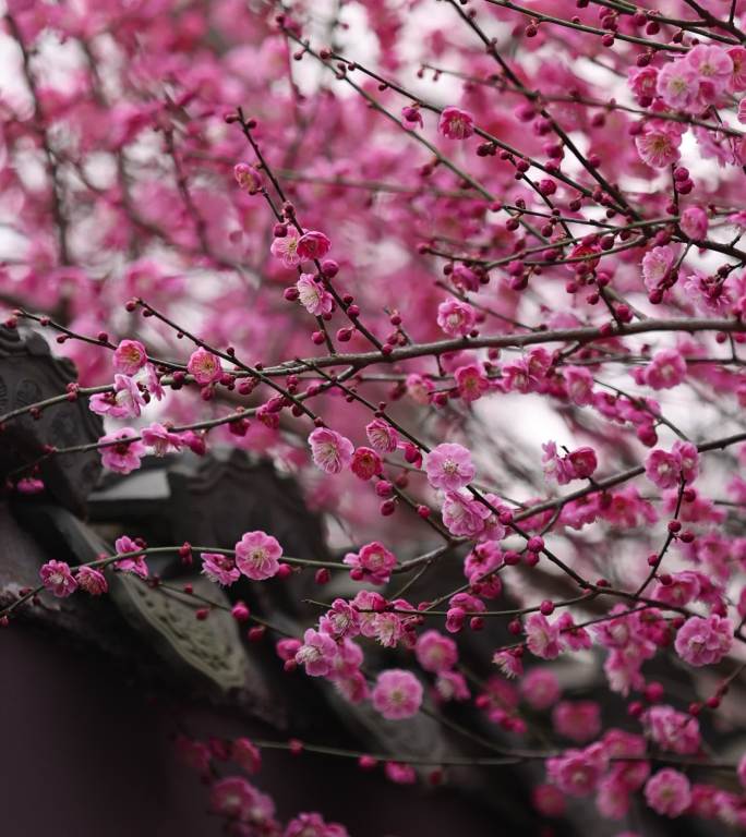 古风屋檐春天梅花盛开