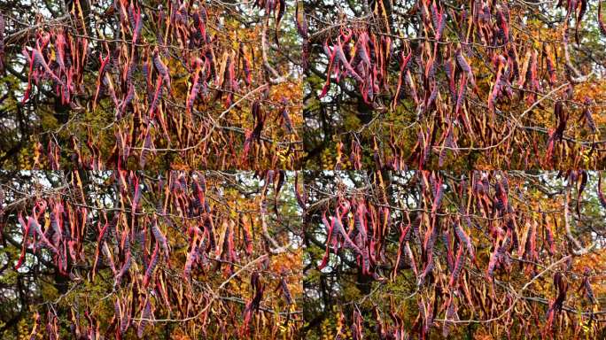 秋天，蜜刺槐树成熟的豆荚