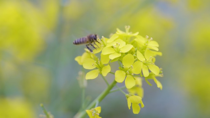 油菜花田蜜蜂采蜜