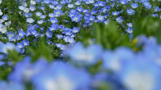 “Nemophila”的4K慢动作视频，一朵蓝色的小花在风中摇曳。