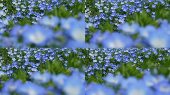 “Nemophila”的4K慢动作视频，一朵蓝色的小花在风中摇曳。