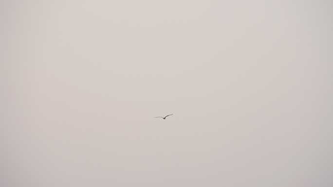 早上西湖湖面一只飞翔的水鸟