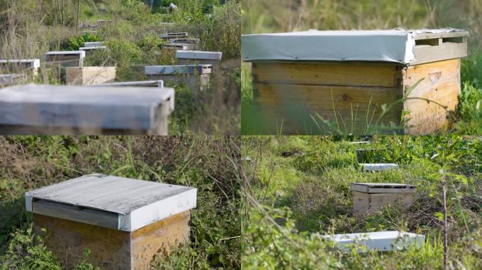 蜜蜂蜂箱养殖