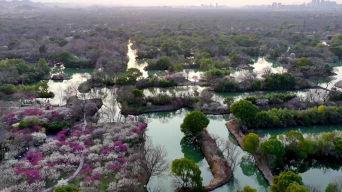 杭州西溪湿地梅花探梅节日落美景