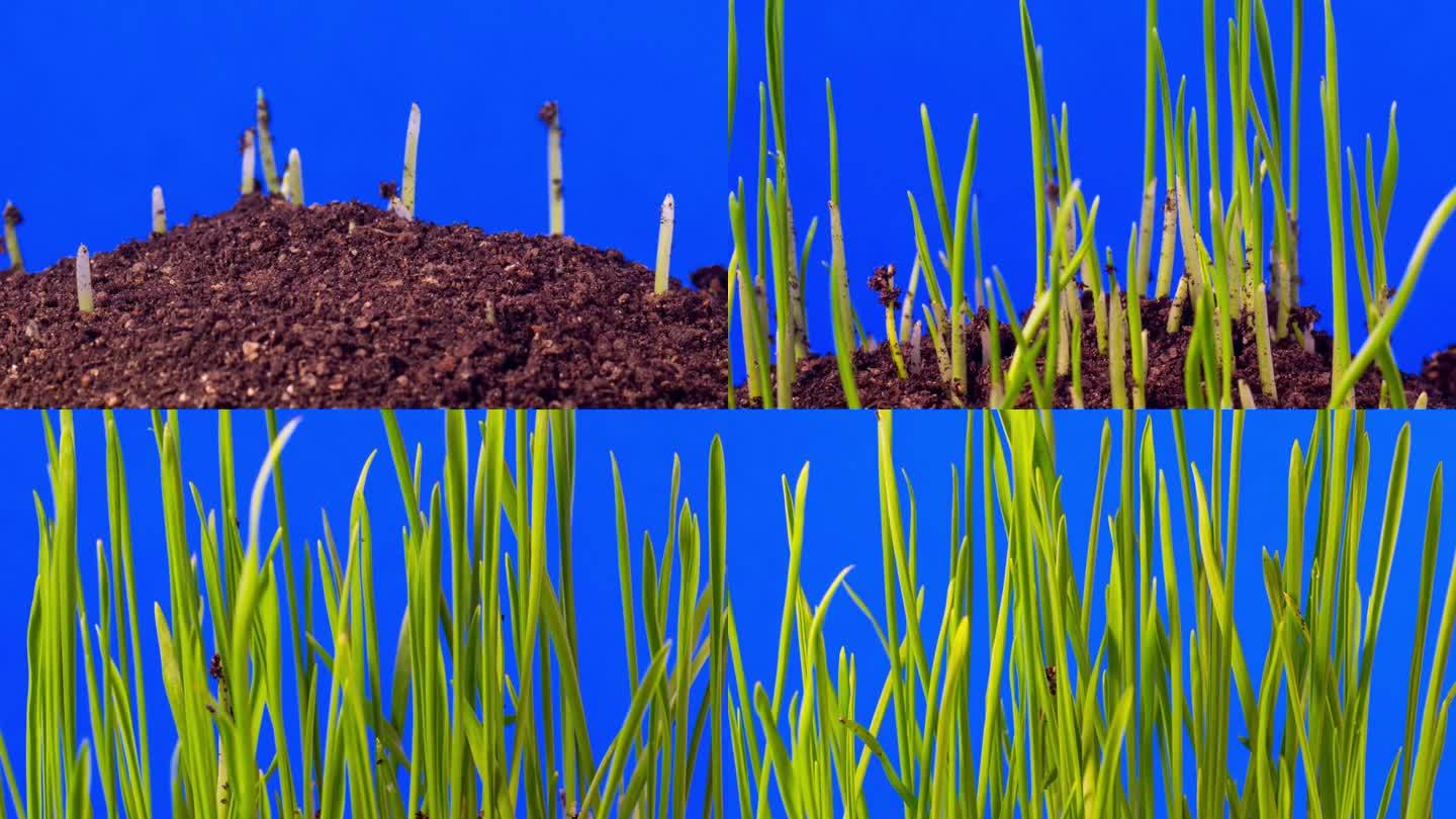 小麦生长和旋转的时间推移从地球在蓝色背景，时间推移视频4K分辨率缩小剪辑。