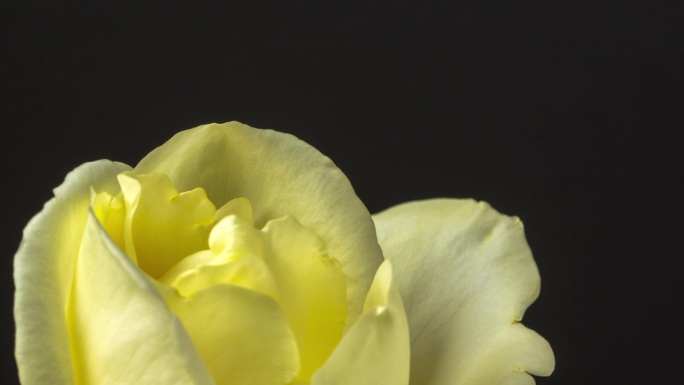黄玫瑰花盛开和旋转在黑色背景的延时4k缩放视频。旋转-纺纱。