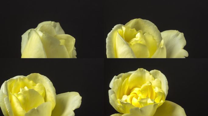 黄玫瑰花盛开和旋转在黑色背景的延时4k缩放视频。旋转-纺纱。