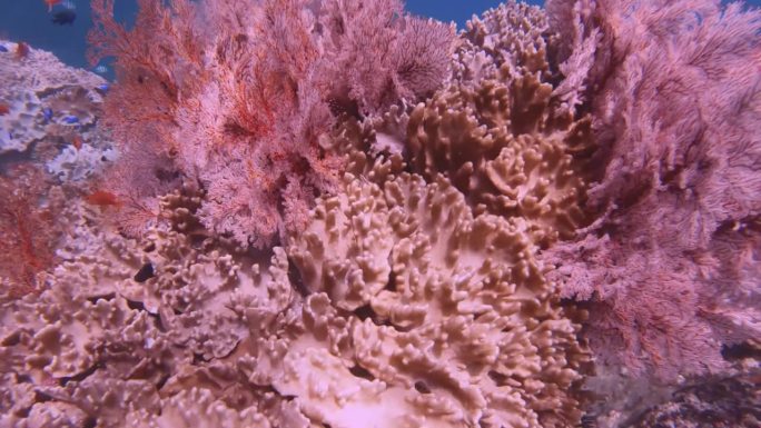 近距离观察巨石上生长的粉红色柳珊瑚和指革珊瑚，三条斑点橙蓝色白尾少女鱼在海洋阳光下游泳