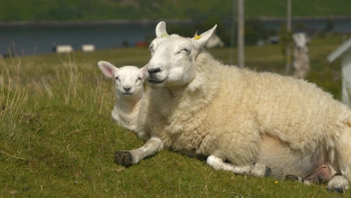 特写，肖像:母羊和她的小羊在草地上休息时反刍
