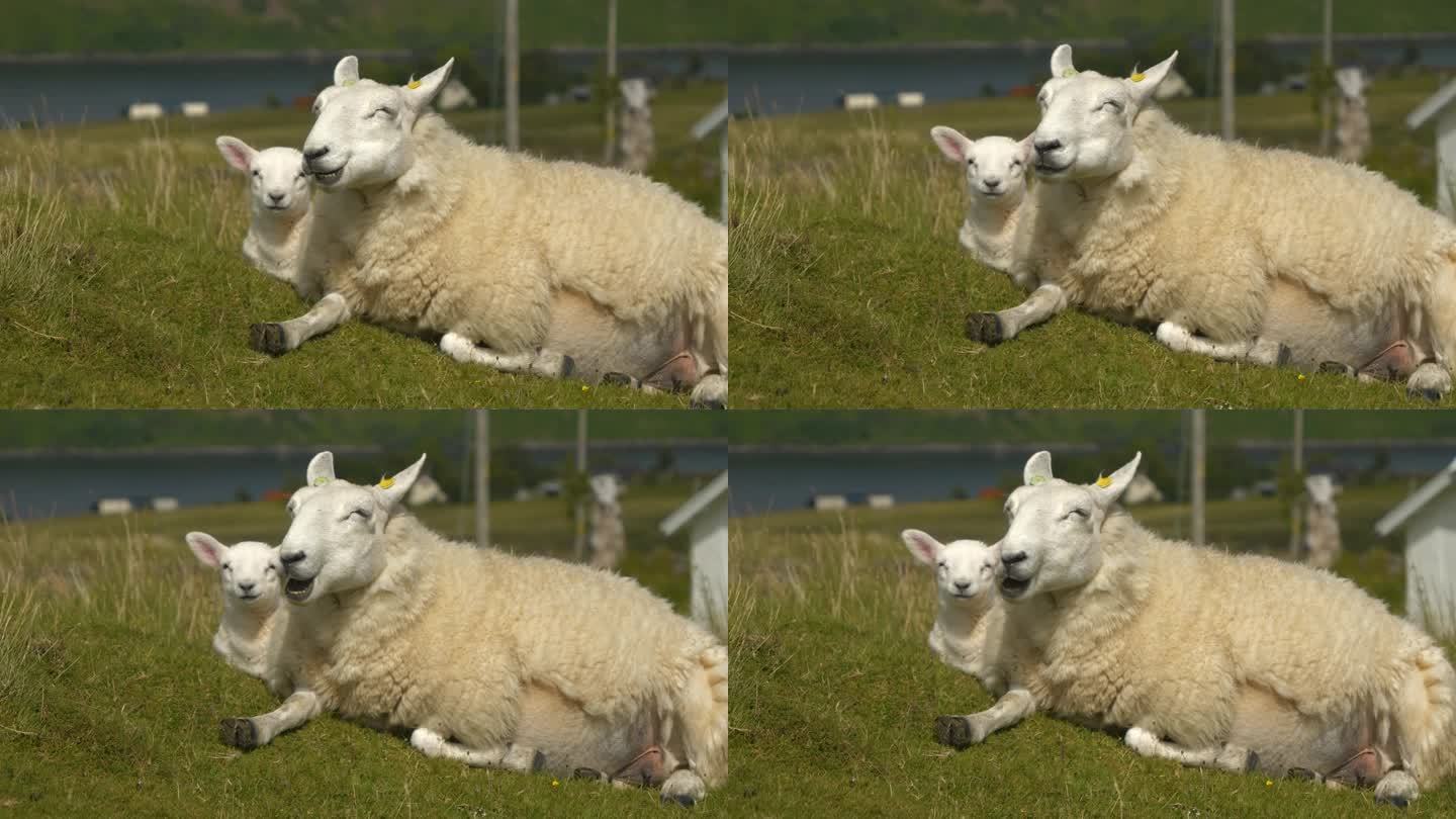 特写，肖像:母羊和她的小羊在草地上休息时反刍