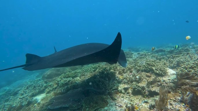 在印度尼西亚西巴布亚拉贾安帕的热门目的地，与蝠鲼一起潜水，参观珊瑚礁清洁站的自然栖息地