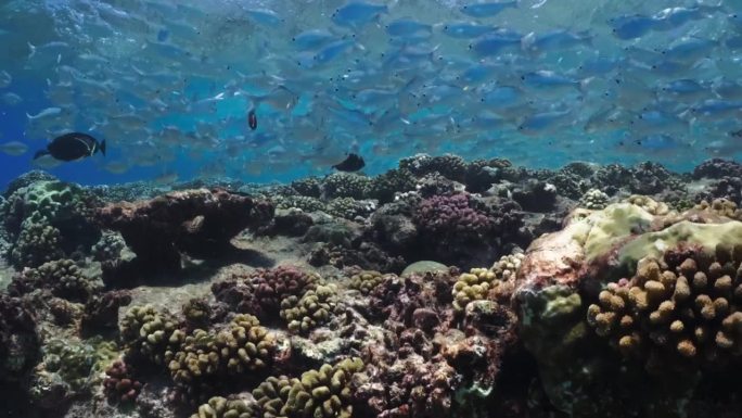 Tiputa pass, Rangiroa，塔希提岛，南太平洋-鱼群在波浪中越过礁石