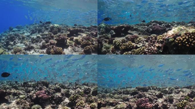 Tiputa pass, Rangiroa，塔希提岛，南太平洋-鱼群在波浪中越过礁石
