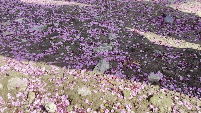 4k掉在地上的梅花瓣