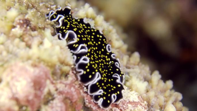 水下的彩色海虫。美丽的扁虫Thysanozoon sp.在海底爬行的特写。