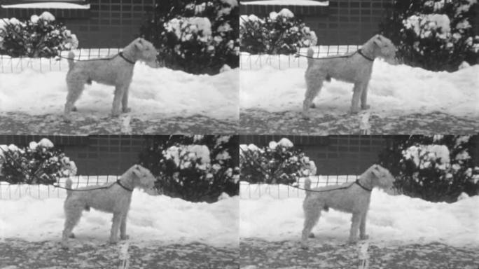 20世纪30年代，在纽约市的雪地里散步的美丽的线狐梗狗