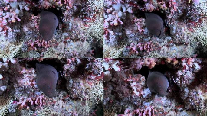 在马尔代夫，珊瑚下海底的海鳗在水下偷窥。