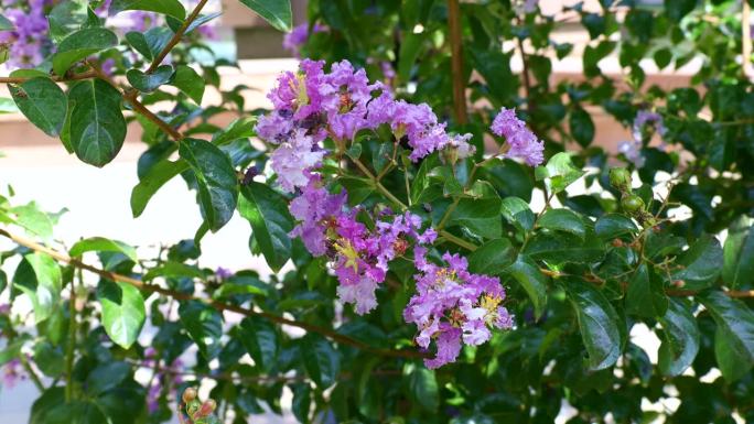 明亮的粉红色紫薇(紫薇)花与绿色的叶子在夏天的花园里的树枝