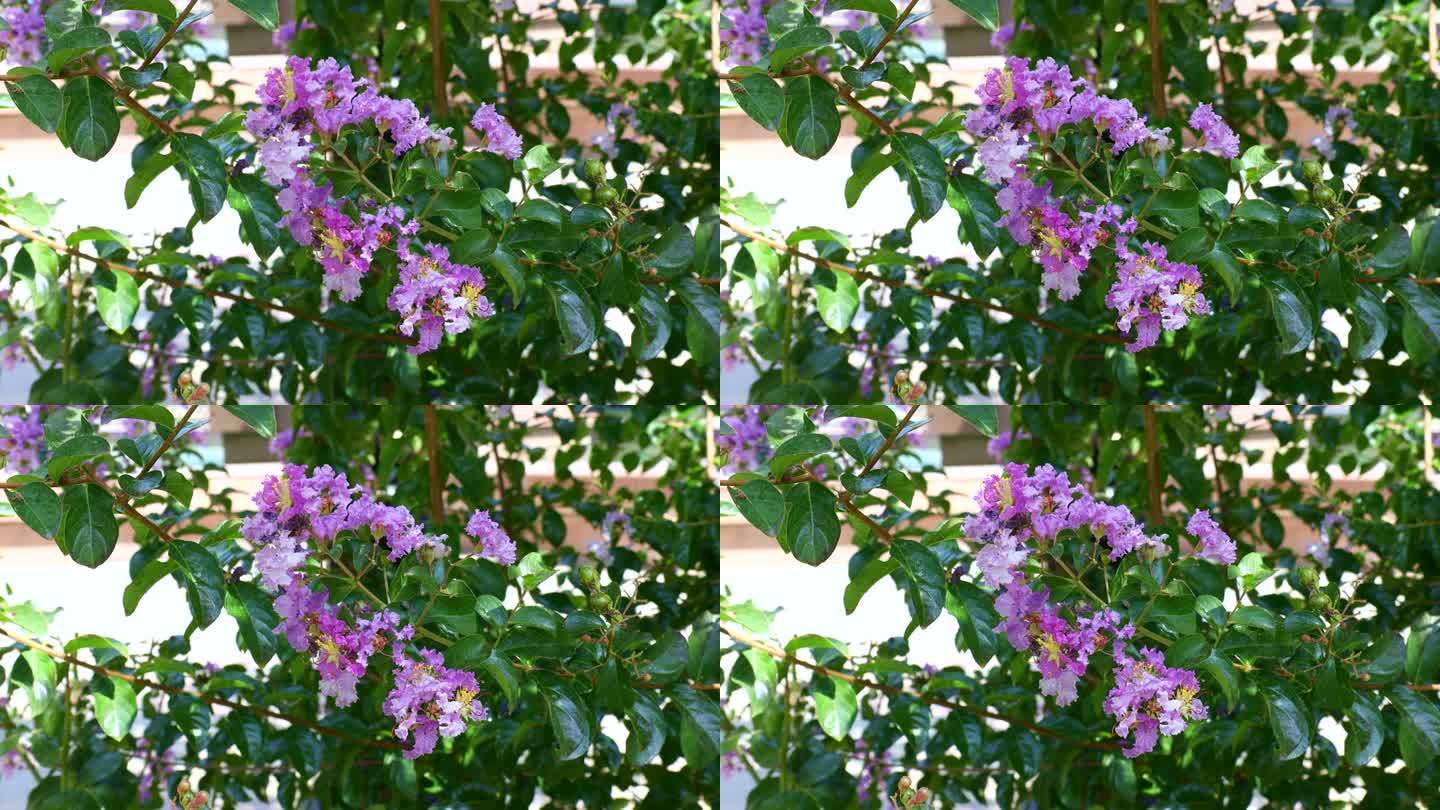 明亮的粉红色紫薇(紫薇)花与绿色的叶子在夏天的花园里的树枝
