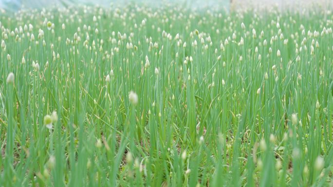 田地里的香葱