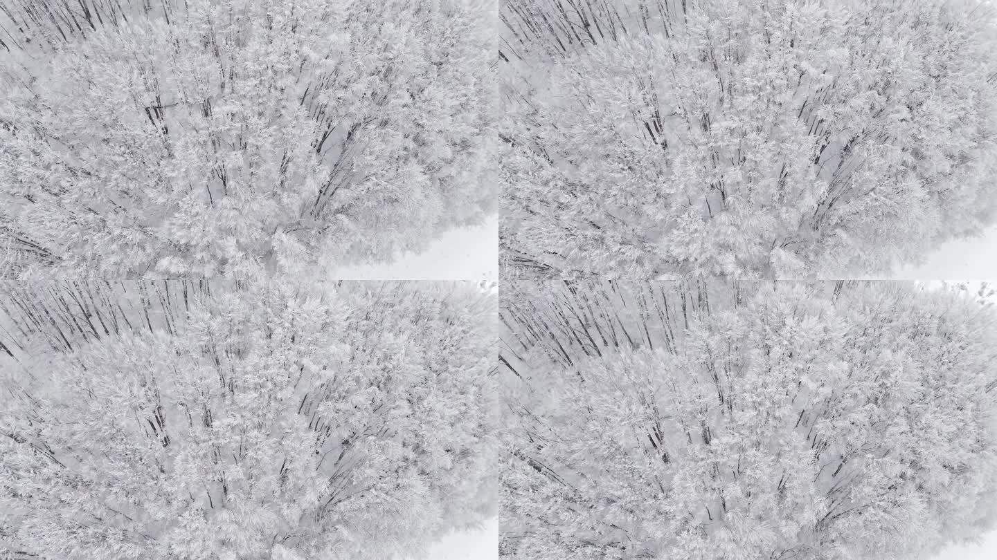 鸟瞰树林中的雪树