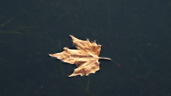 早上西湖水面上漂浮的一片落叶