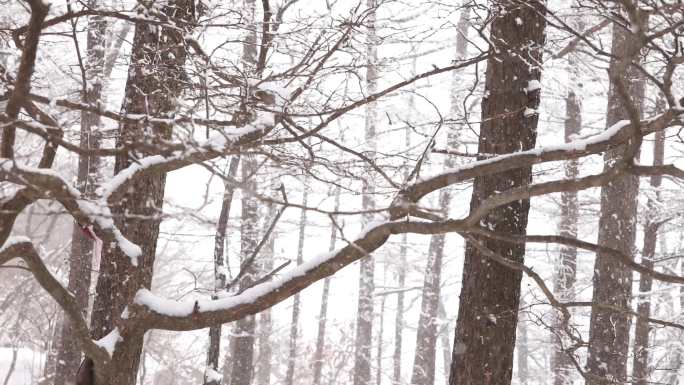 森林树林唯美雪景 下雪积雪降雪 唯美冬天