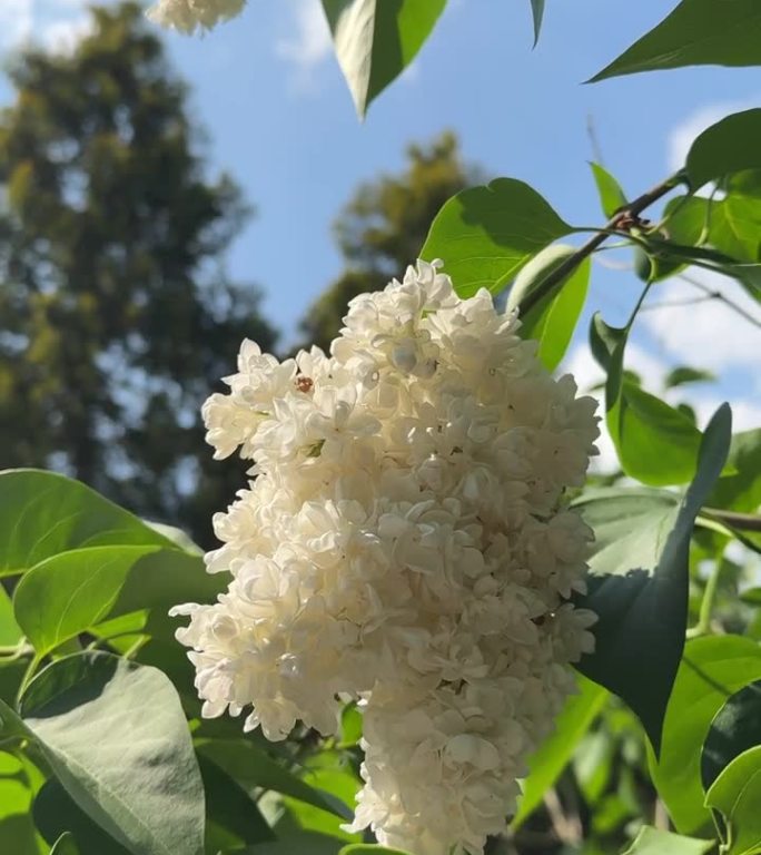 丁香盛开的花朵靠近