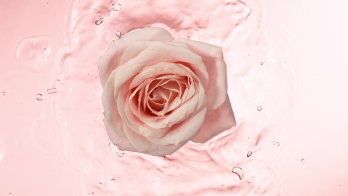 玫瑰花落在水面上的特写