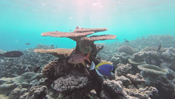 剑松鼠鱼在珊瑚周围游来游去