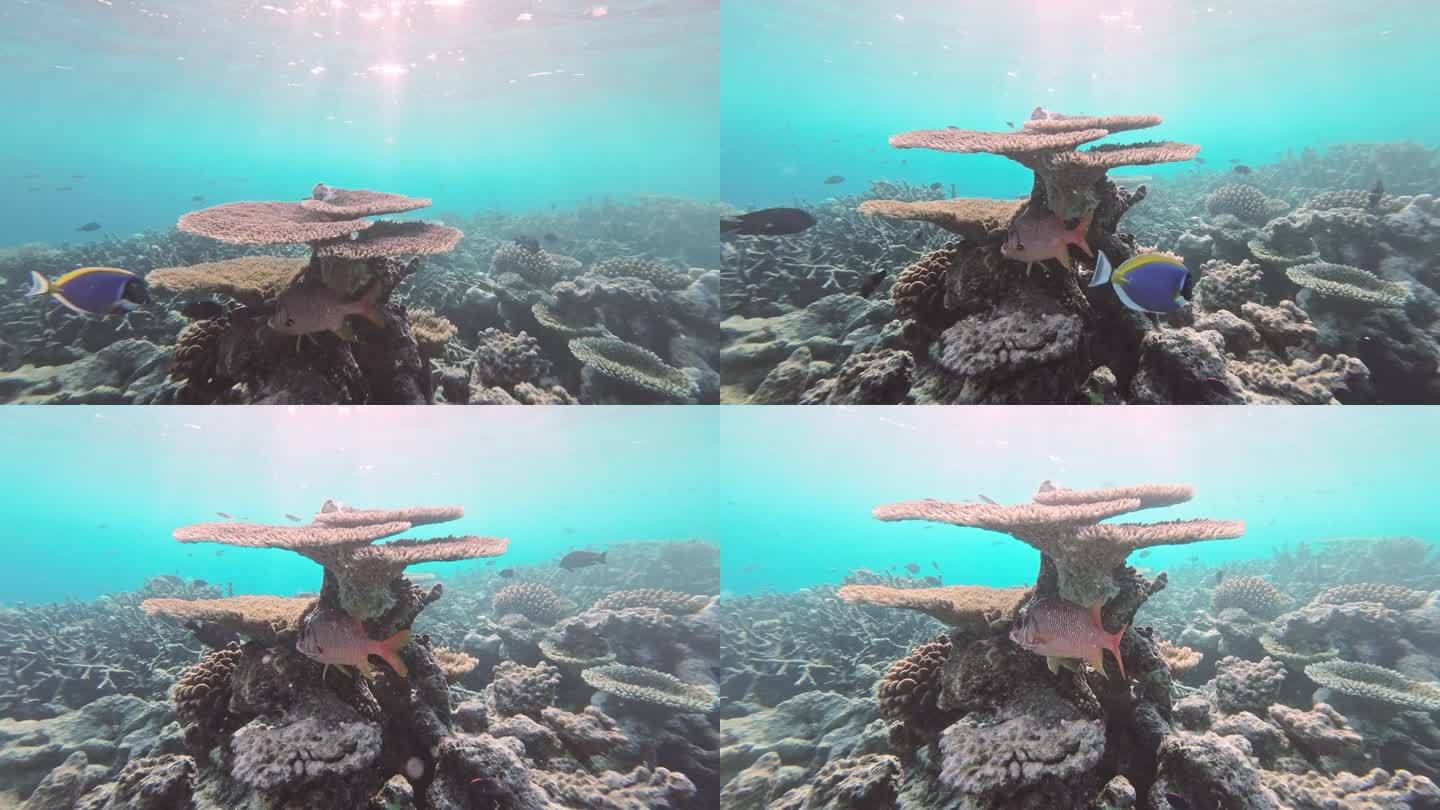 剑松鼠鱼在珊瑚周围游来游去