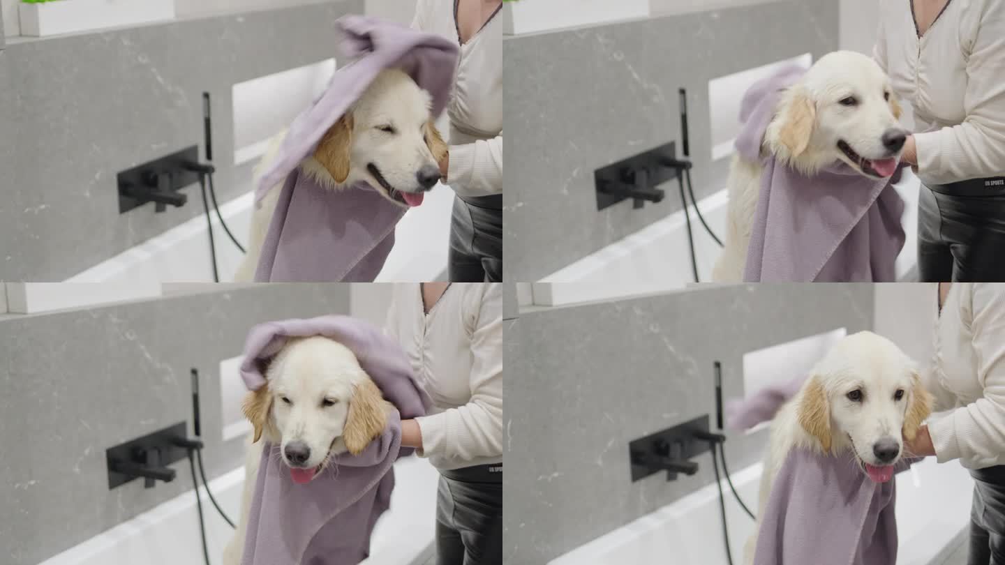 可爱的金毛猎犬在洗澡后被晒干