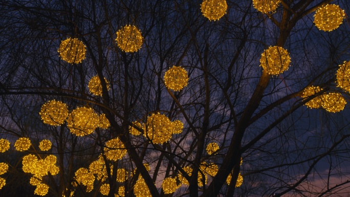 傍晚树上挂的金色彩灯 (19)