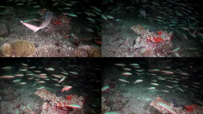 暗色的马尔代夫海底，鱼群中的礁鲨。