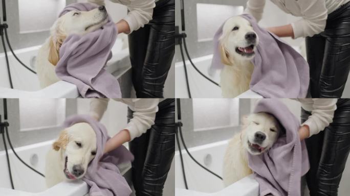 可爱的金毛猎犬在洗澡后被晒干