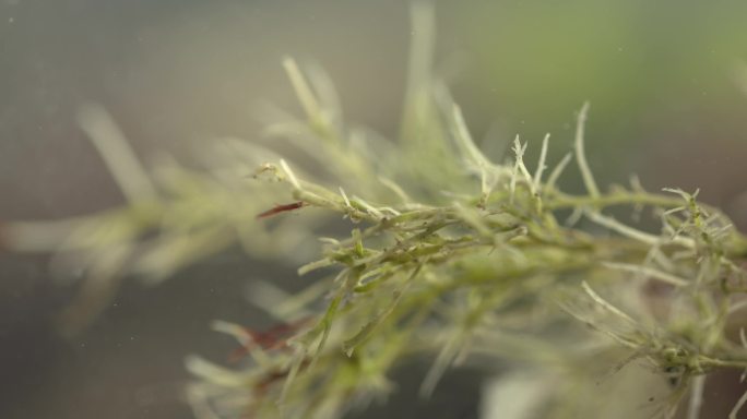 水草水生植物