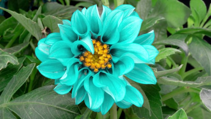 4K延时绽放的花朵。美丽的蓝色大丽花正在开放。绿叶背景上绽放大花的时间流逝。前视图。