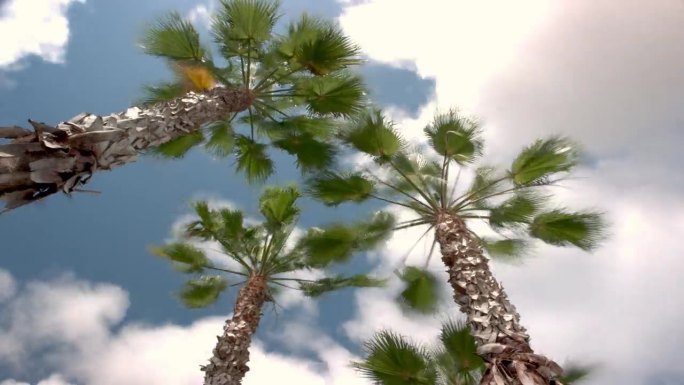 俯瞰佛罗里达棕榈树的滑动延时摄影，这张延时摄影有垂直运动，云层在上面奔涌而上。