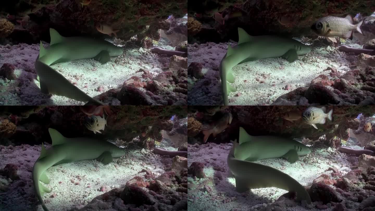 背景中的鱼在马尔代夫的海底胡须护士鲨。