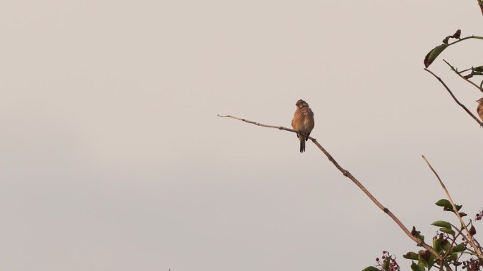 红雀栖息在灌木树枝上的一只普通红雀(红雀属