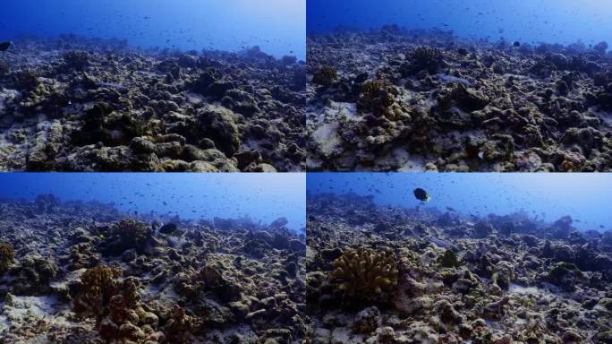 南太平洋塔希提岛的提普塔山口——孔雀比目鱼在礁石上